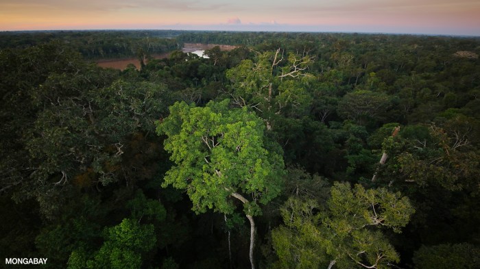 Rainforest amazon aerial wikipedia file forest tropical regenwald rain brazil forests jungle amazonas south america world wiki most region have